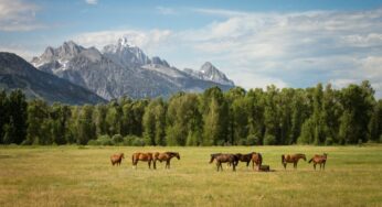6 Things You Should Know About Horse Farms